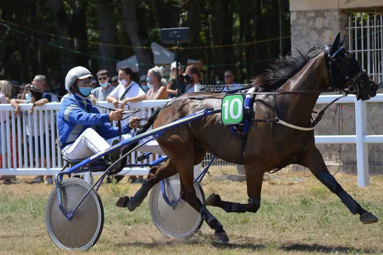 Harness racing horse and driver compete fiercely on a bright, sunny day, showcasing speed and skill.