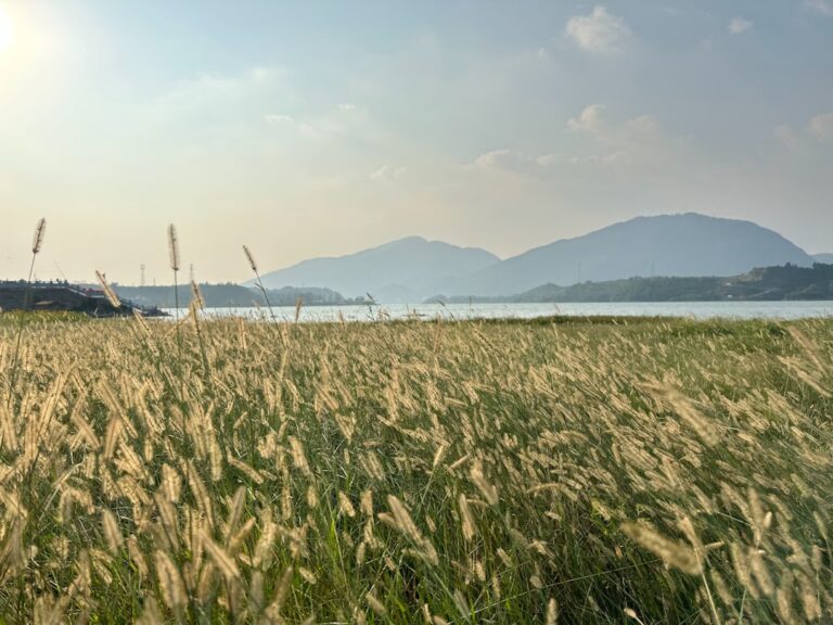 a field of tall grass with mountains in the background