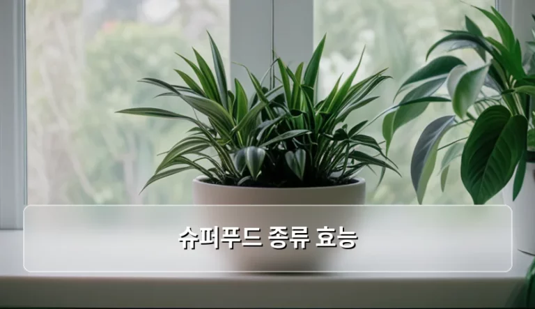 슈퍼푸드 종류 효능 및 건강한 식단 구성법