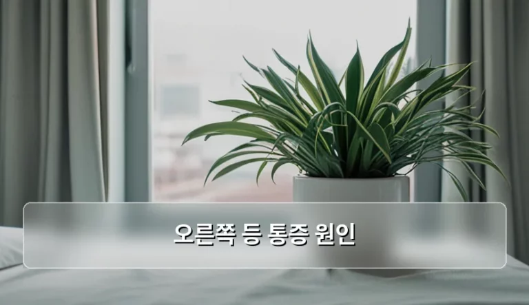 오른쪽 등 통증 원인 분석과 부위별 의심 질환 가이드
